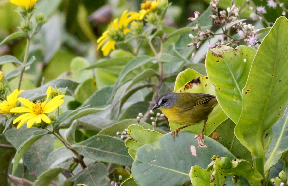 Gray-headed Warbler - ML38095901