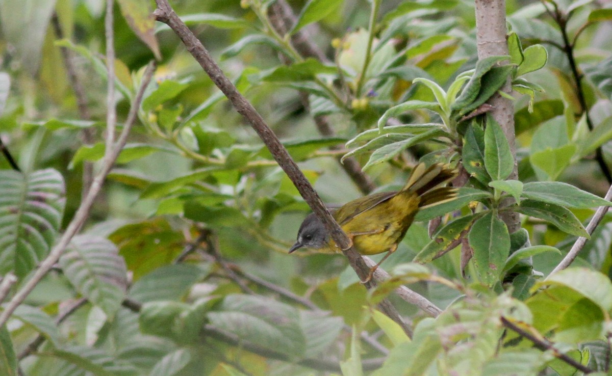 Gray-headed Warbler - ML38095921