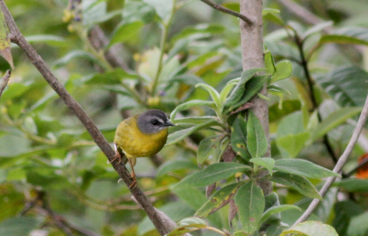 Gray-headed Warbler - Jay McGowan