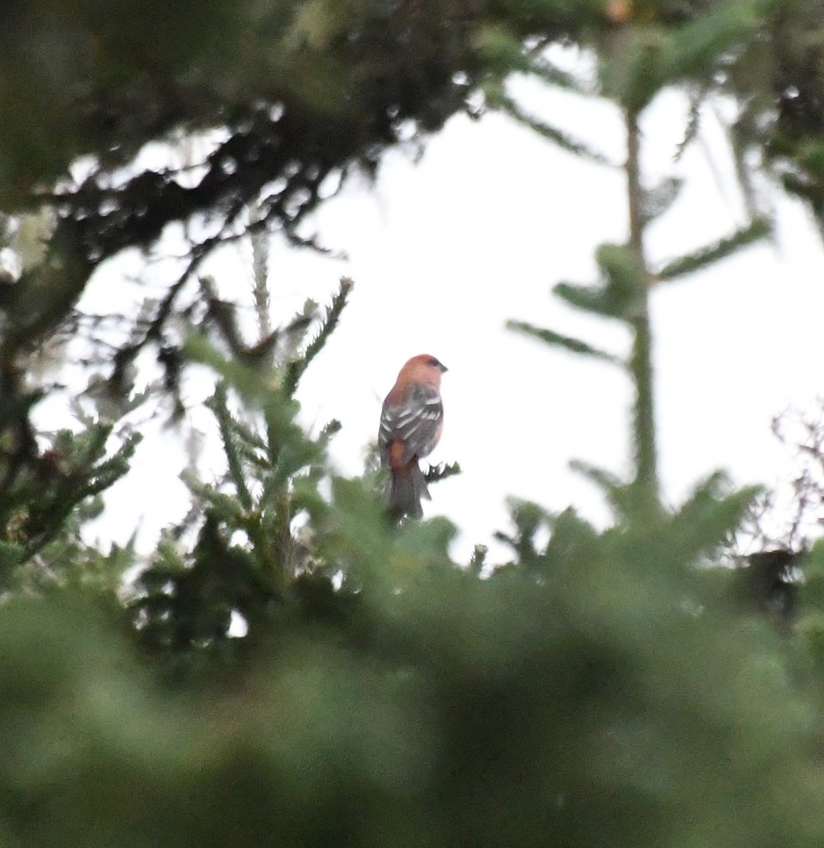 Pine Grosbeak - ML380959911