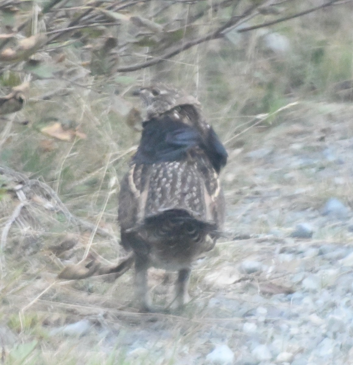 Ruffed Grouse - ML380959981