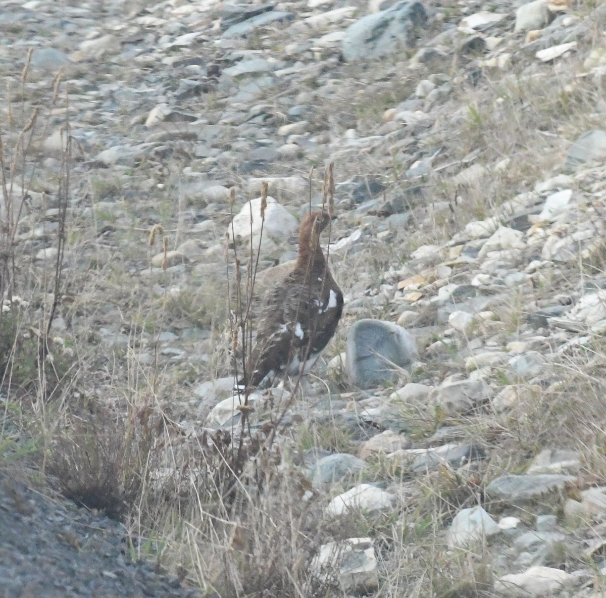 Willow Ptarmigan - ML380960401