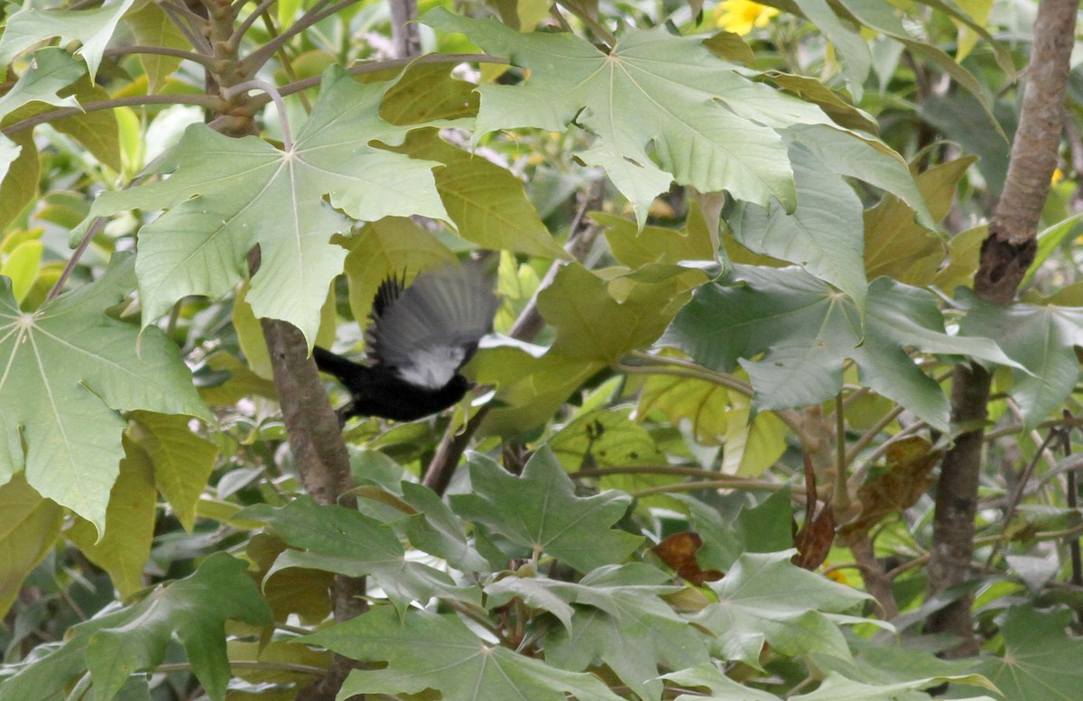 Venezuelan Flowerpiercer - ML38096061