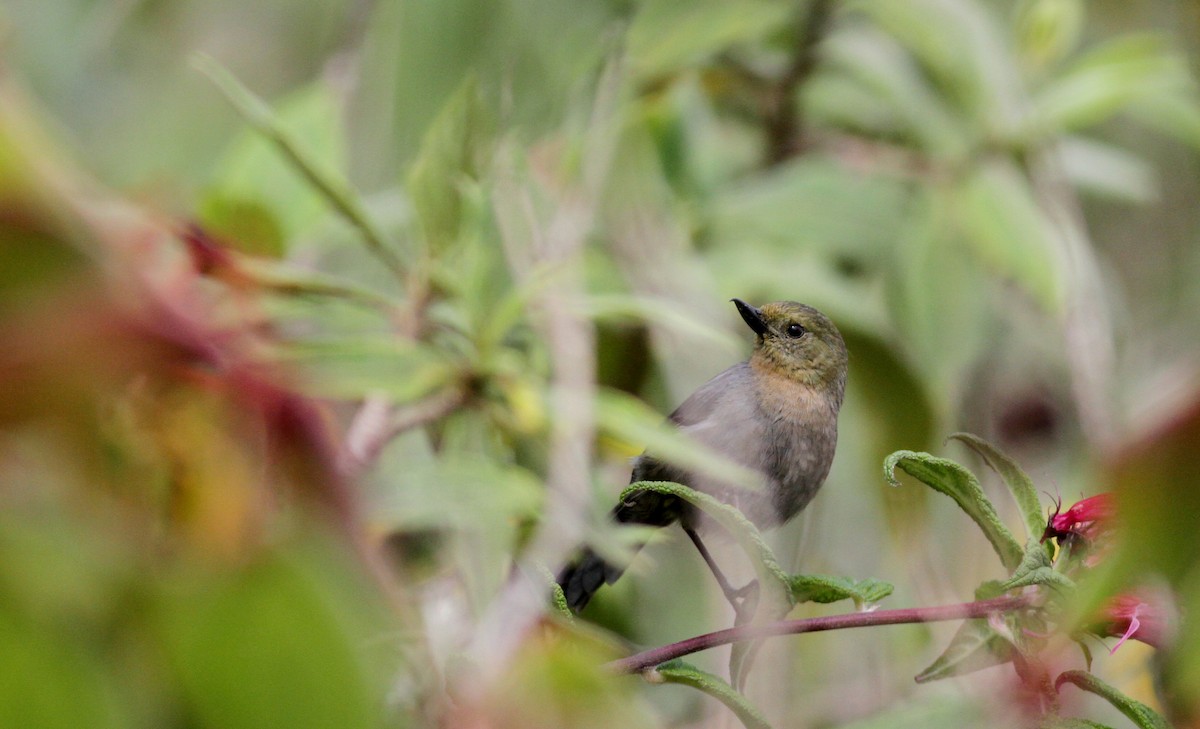 Venezuelan Flowerpiercer - ML38096121