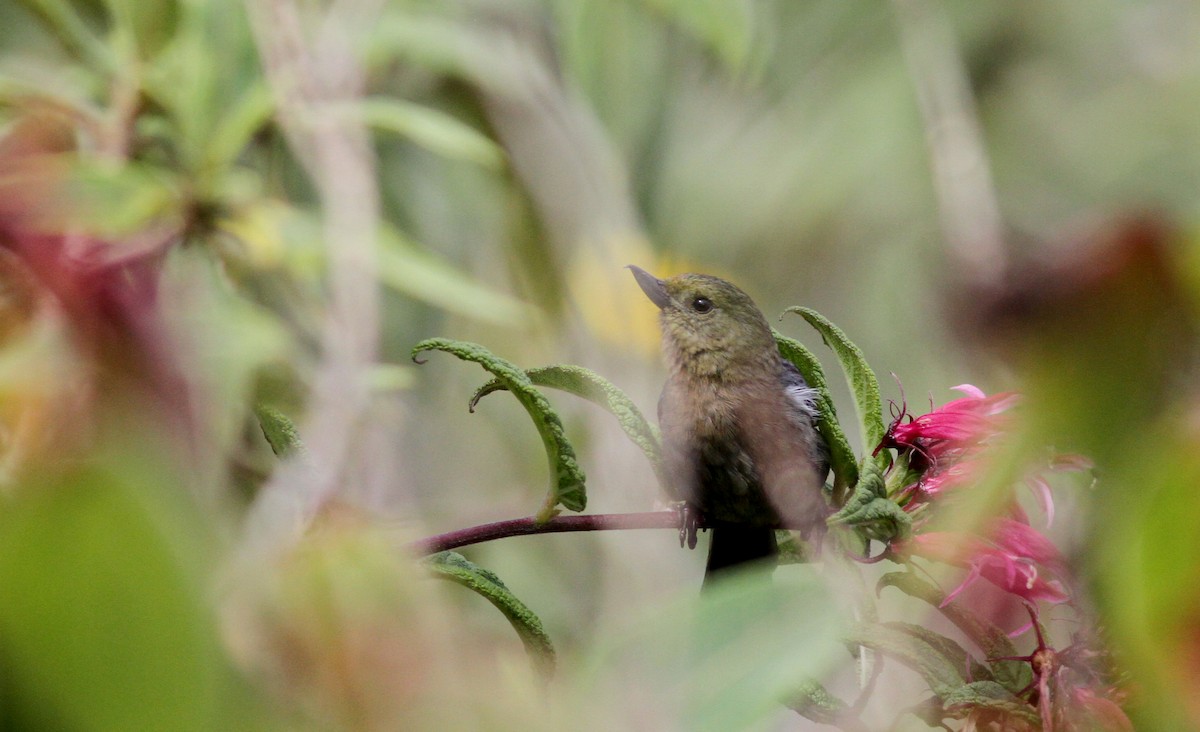 Venezuelan Flowerpiercer - ML38096141