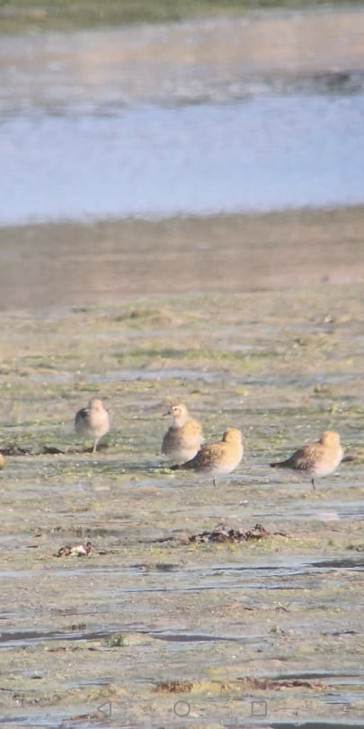 Pacific Golden-Plover - ML380961531