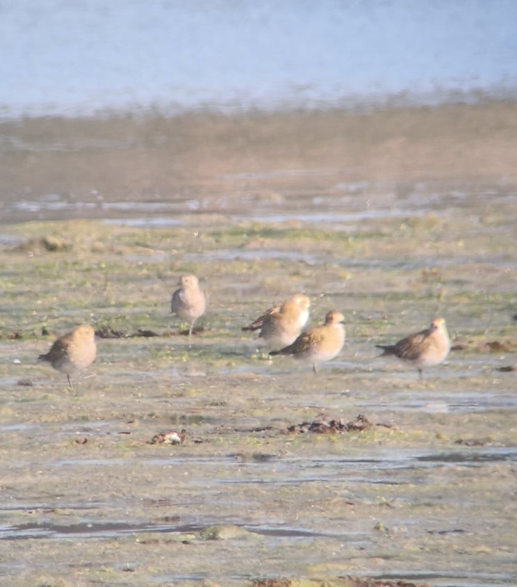 Pacific Golden-Plover - ML380961611