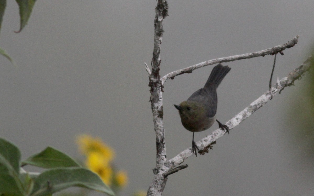 Venezuelan Flowerpiercer - Jay McGowan