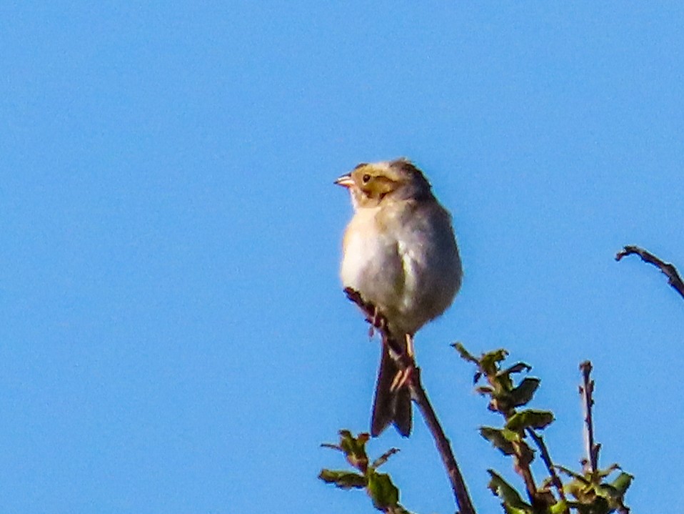Clay-colored Sparrow - ML380961711