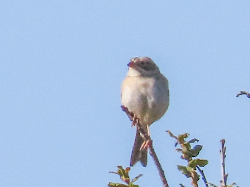 Clay-colored Sparrow - ML380961731