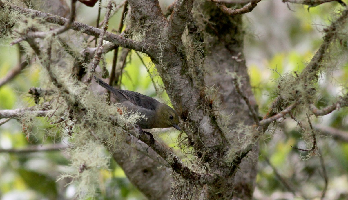 Venezuelan Flowerpiercer - ML38096211