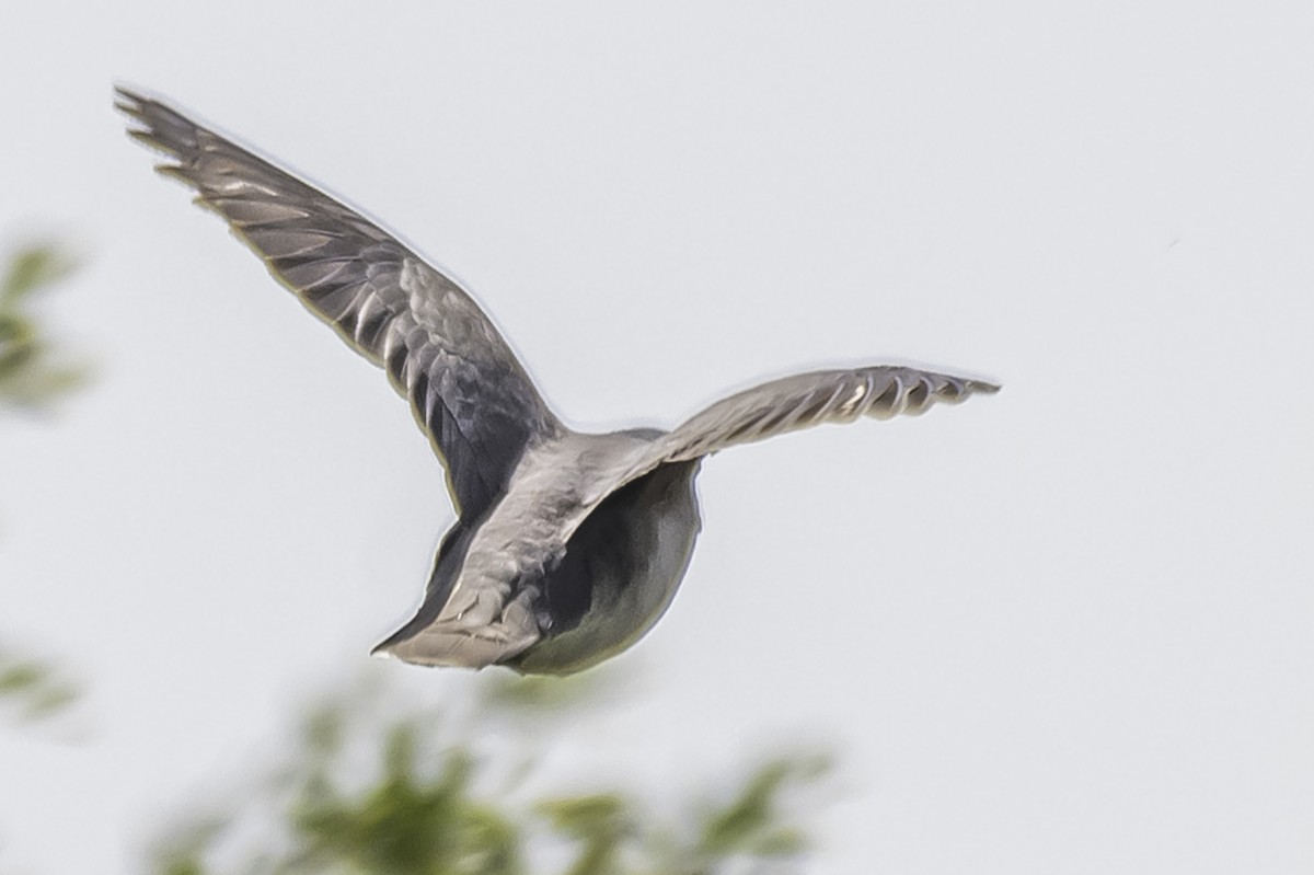 White-tipped Dove - Amed Hernández