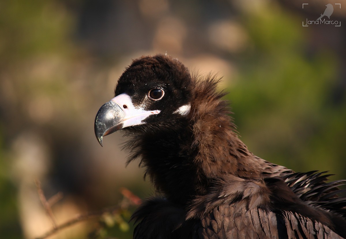 Cinereous Vulture - ML380964651