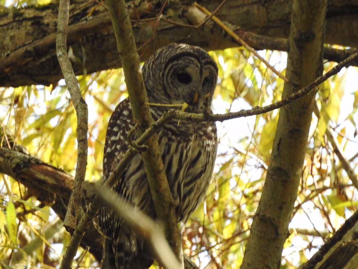 Barred Owl - ML380965051