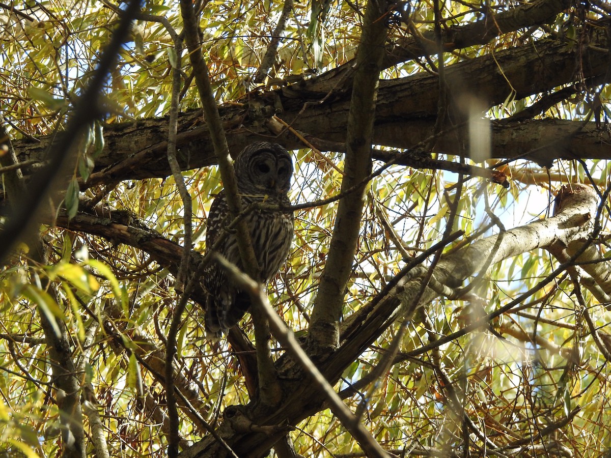 Barred Owl - ML380965061