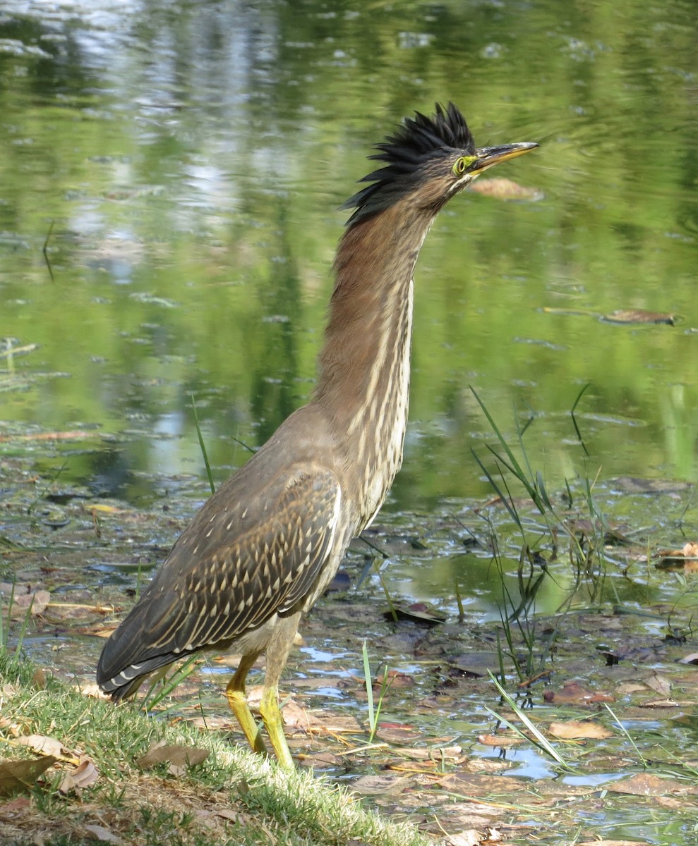 Green Heron - Thomas Wurster