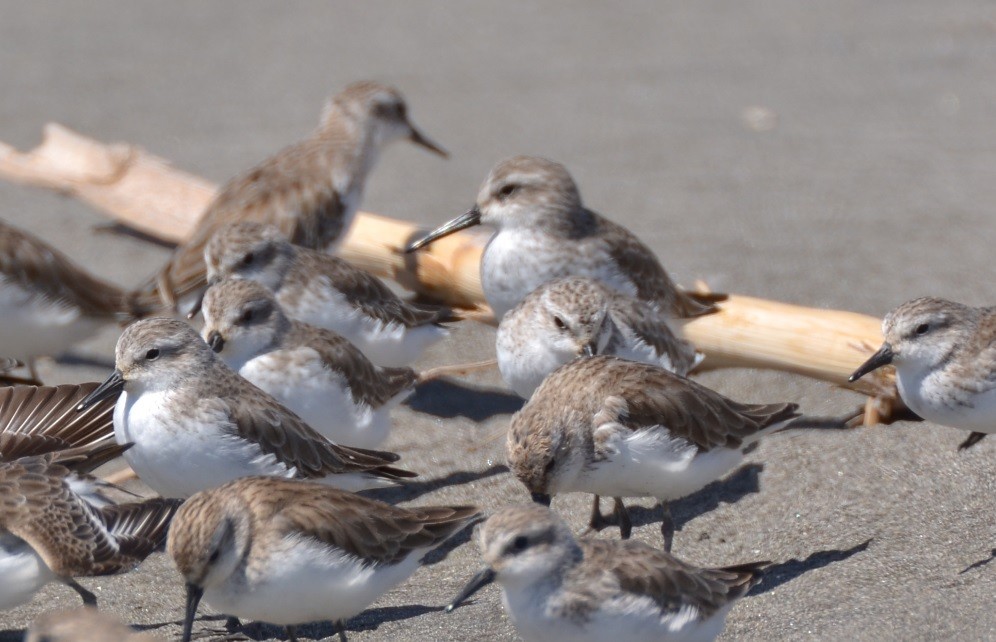 Western Sandpiper - ML380966351