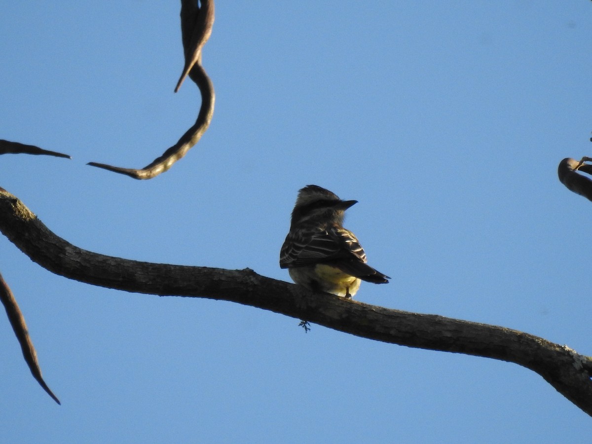 Variegated Flycatcher - Silvia Benoist