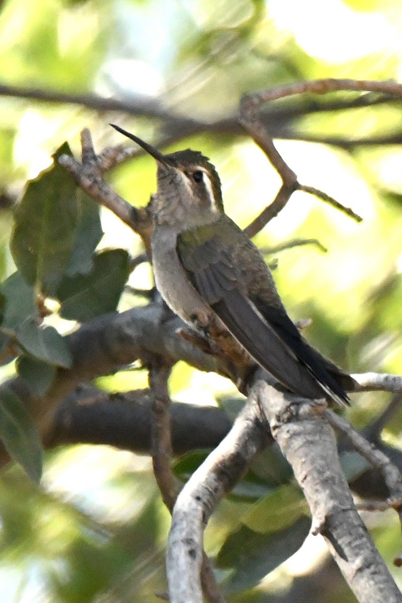 kolibřík blankytohrdlý - ML380966731