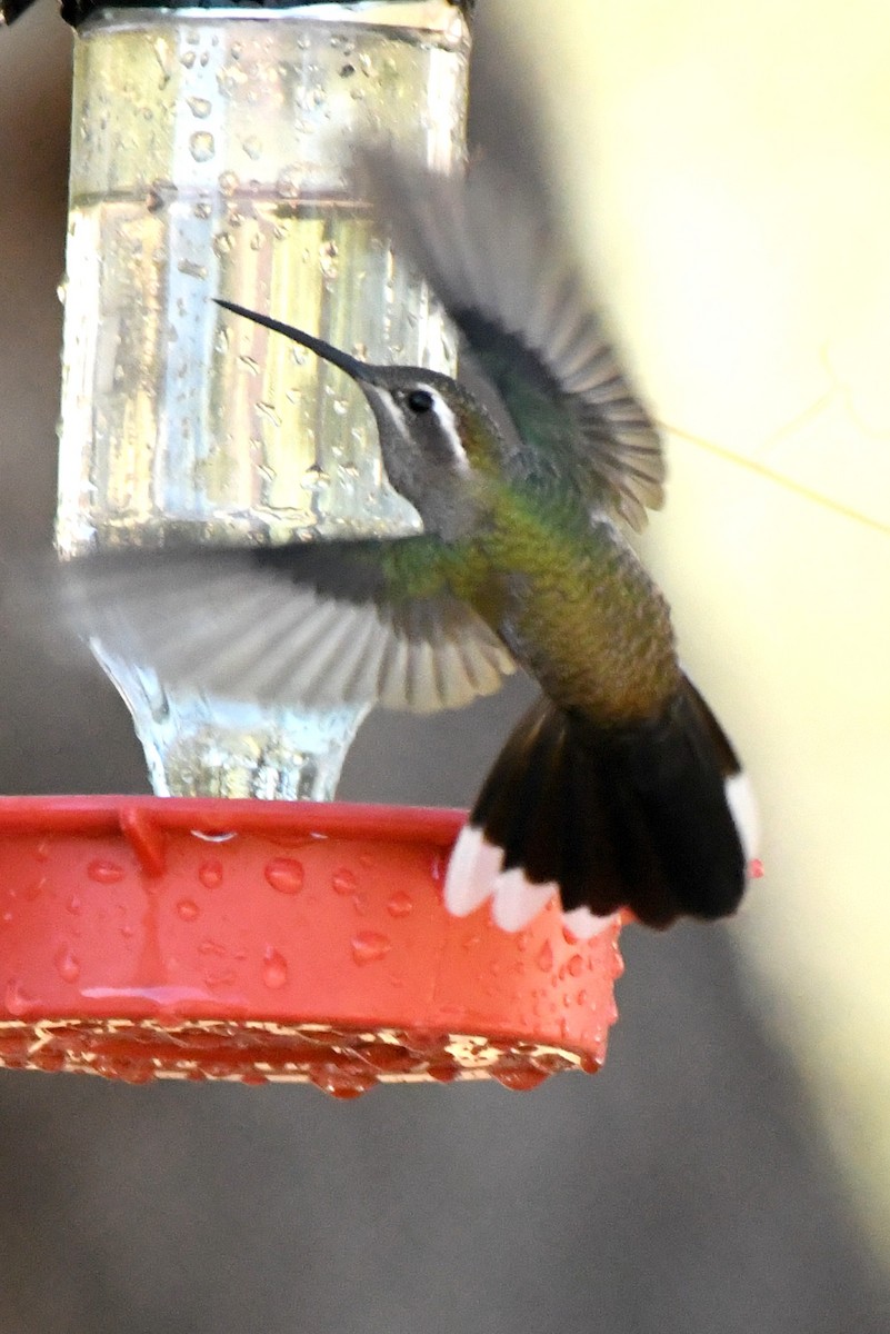 kolibřík blankytohrdlý - ML380966771