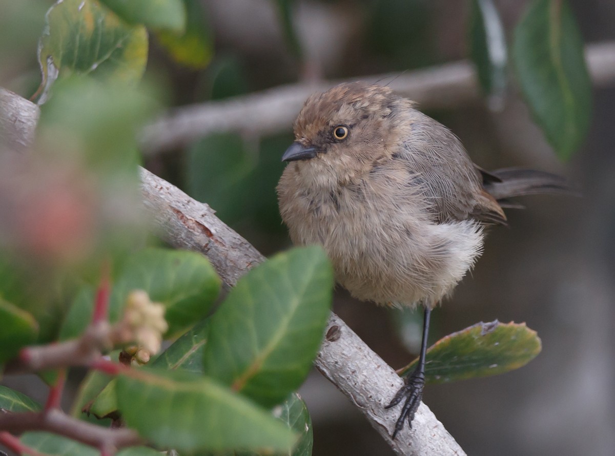 Bushtit - ML38096931