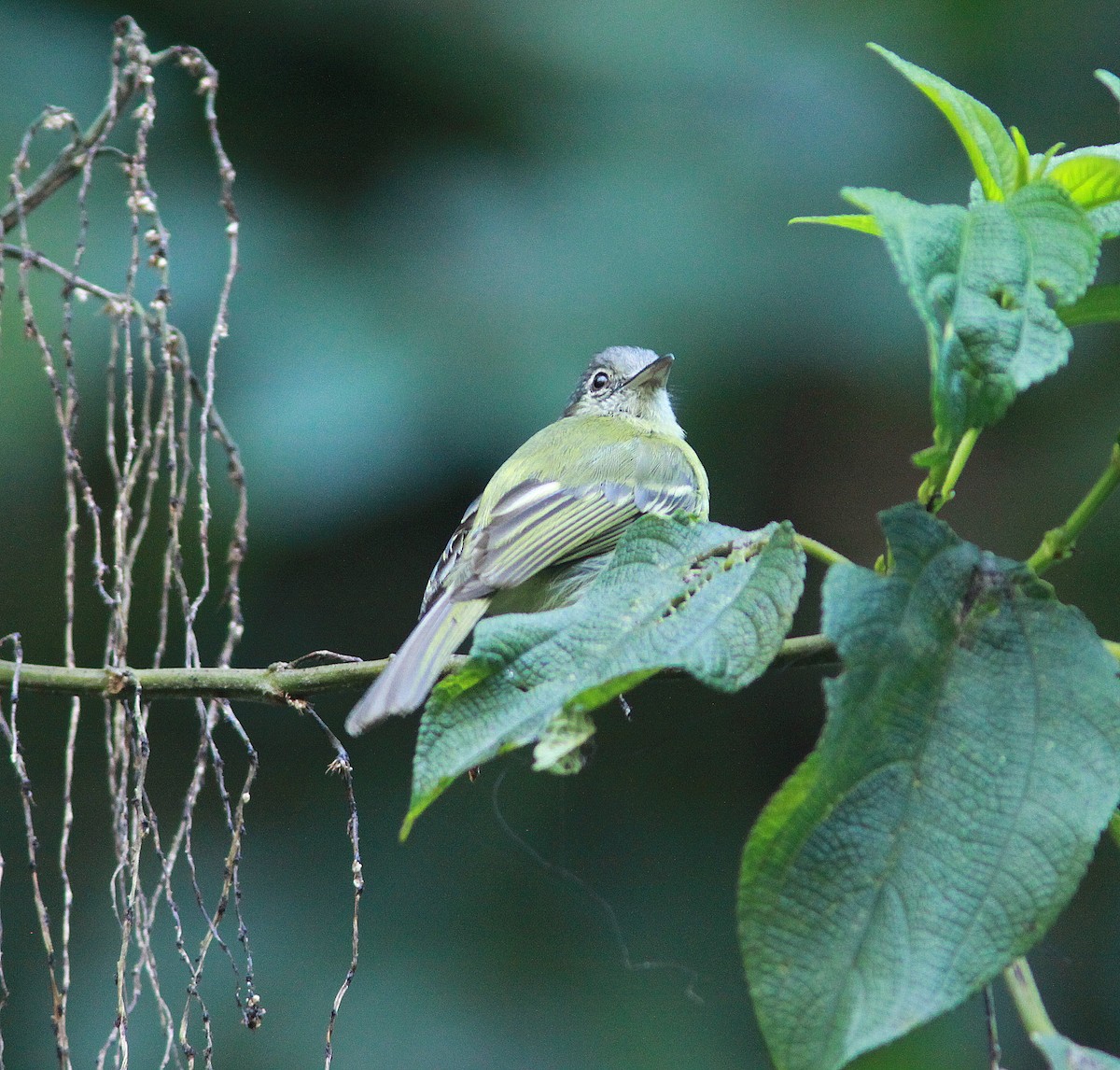 Yellow-olive Flatbill - ML380970101