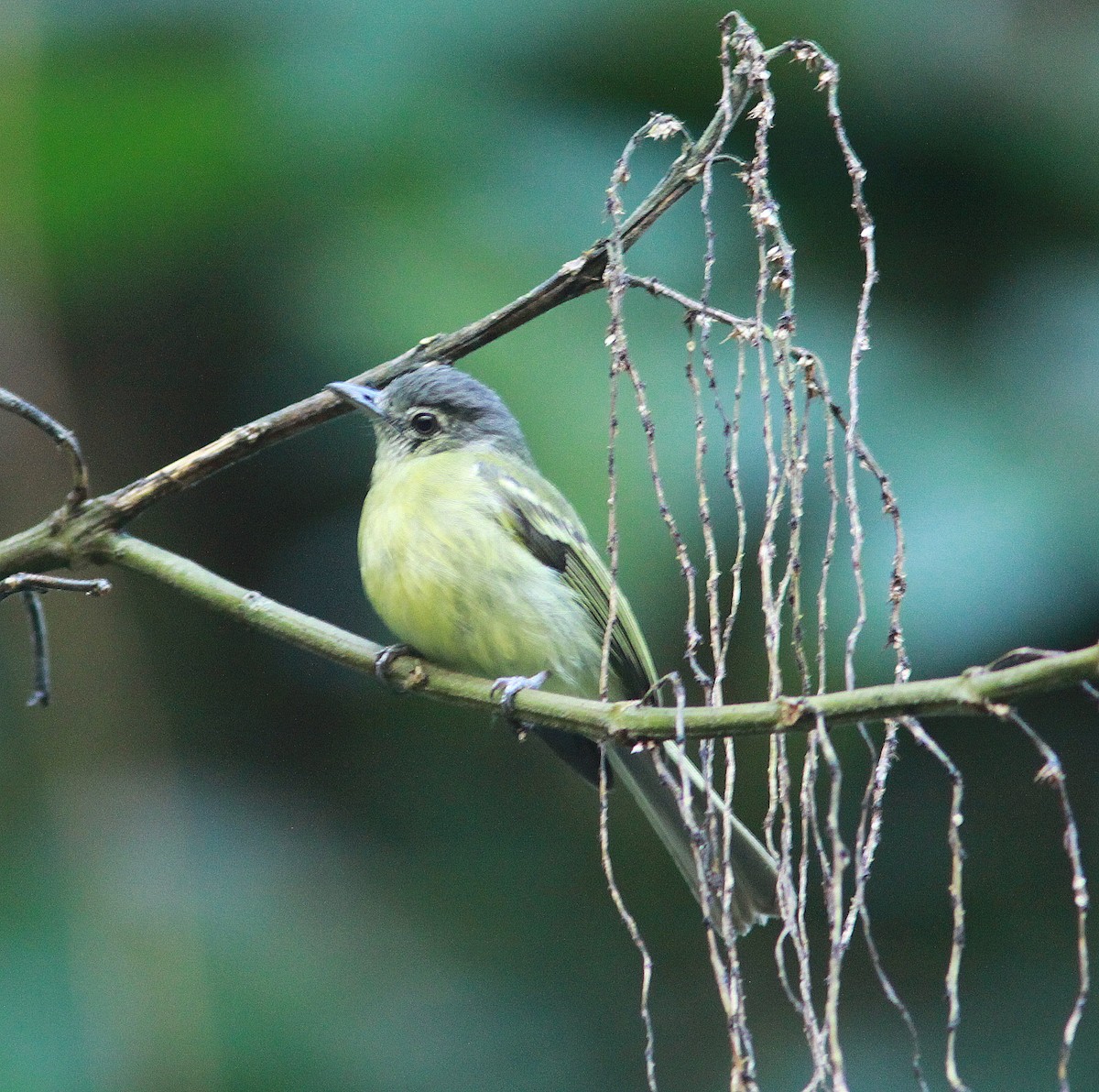 Yellow-olive Flatbill - ML380970301