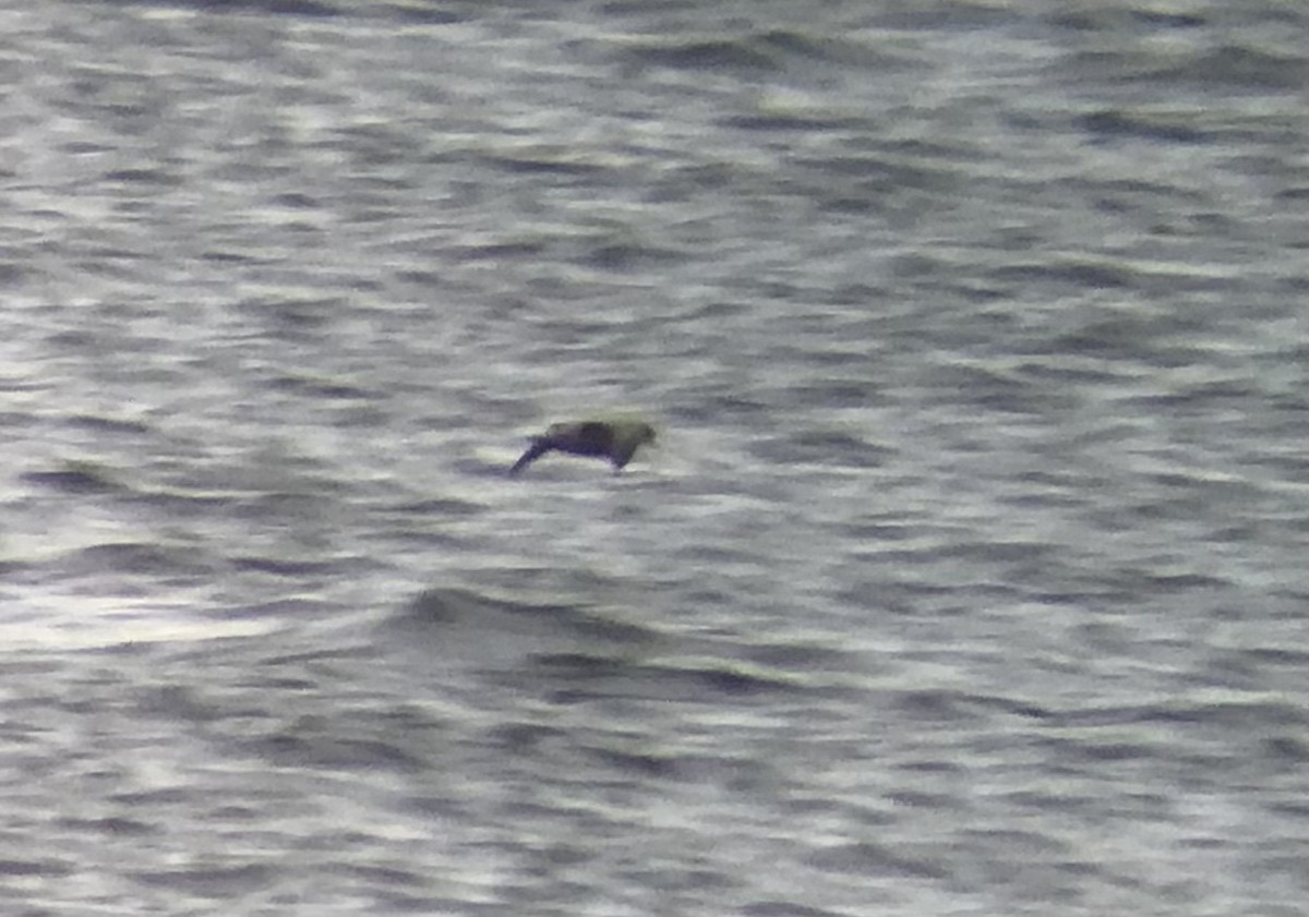 Northern Fulmar (Pacific) - ML380970641