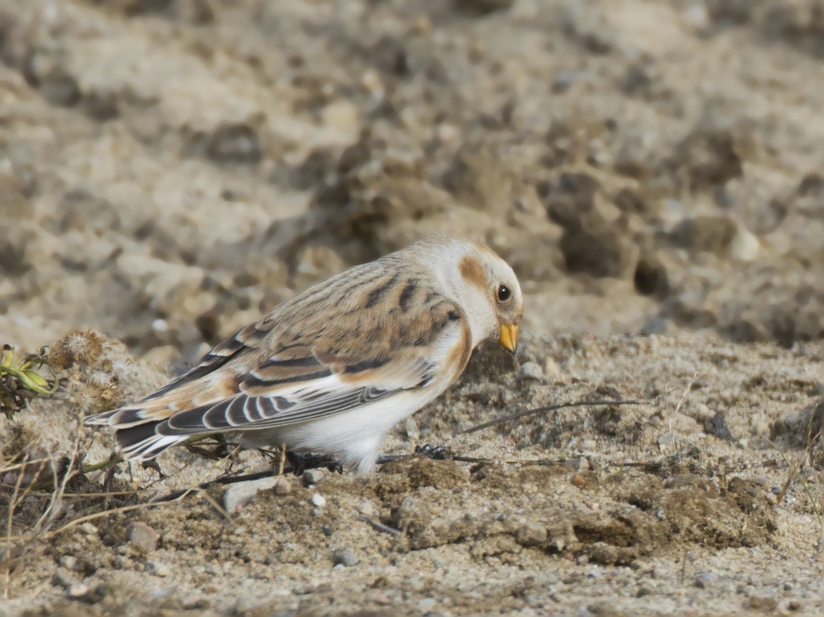 Цасч хөмрөг - ML380971181