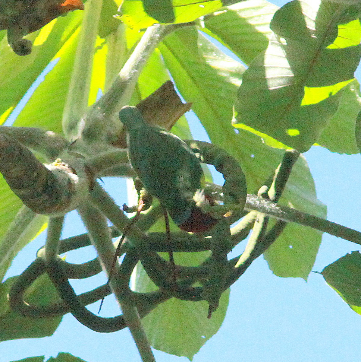 Versicolored Barbet - Randy Pinkston