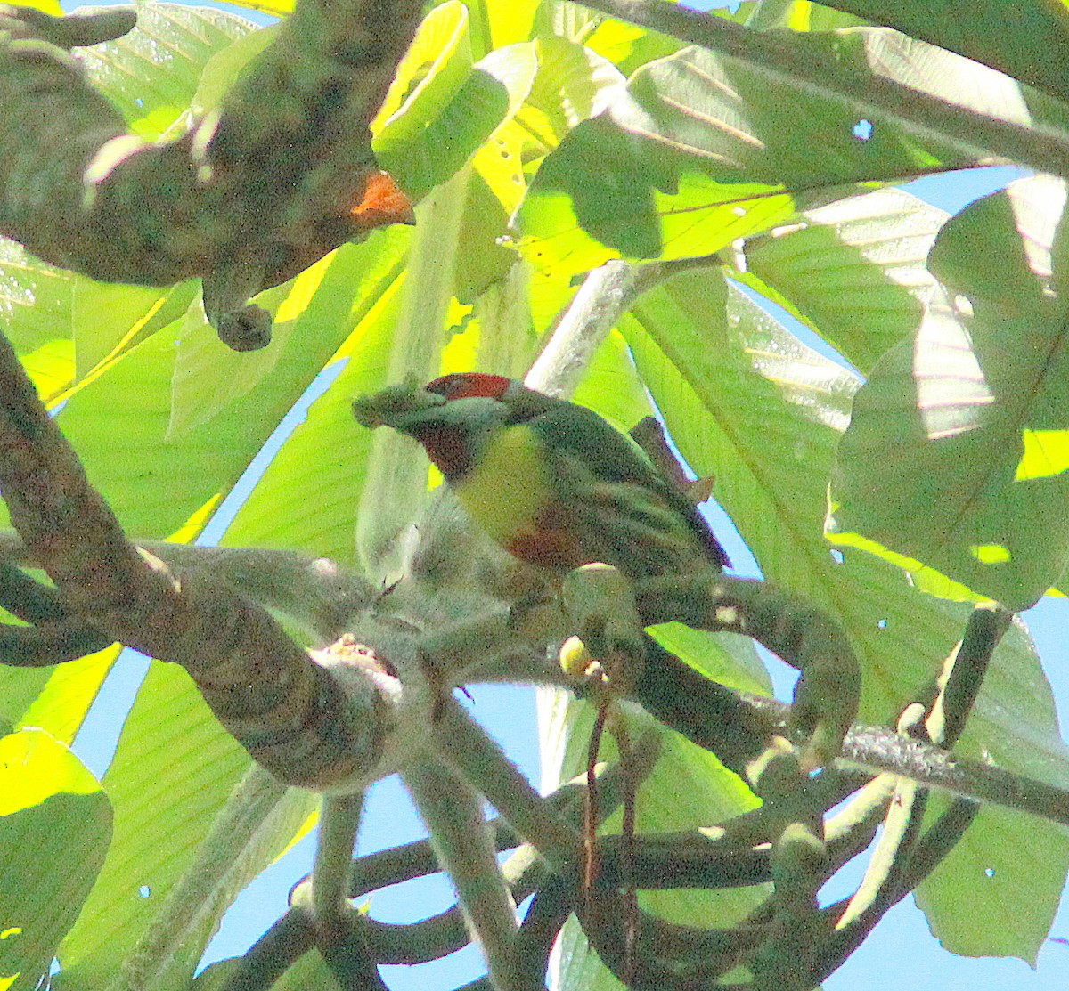 Versicolored Barbet - ML380971441