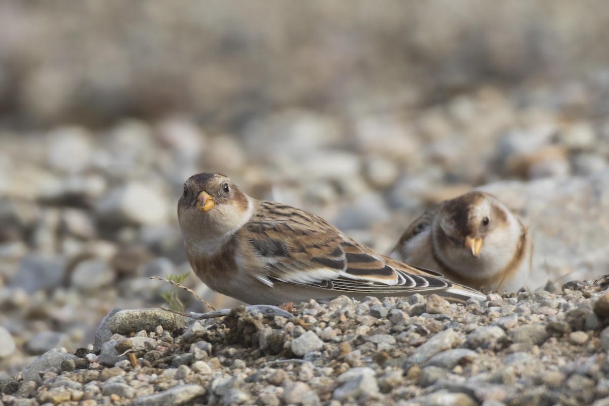 Цасч хөмрөг - ML380971501