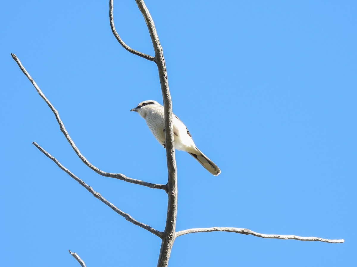 Northern Shrike - Philip Downey
