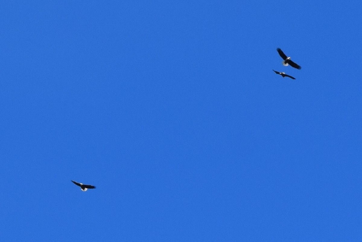 Bald Eagle - ML38097261