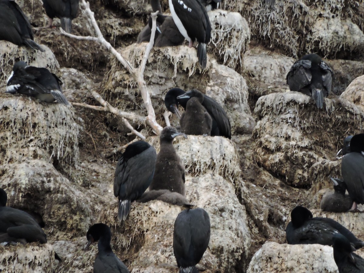 Stewart Island Shag - ML38097281