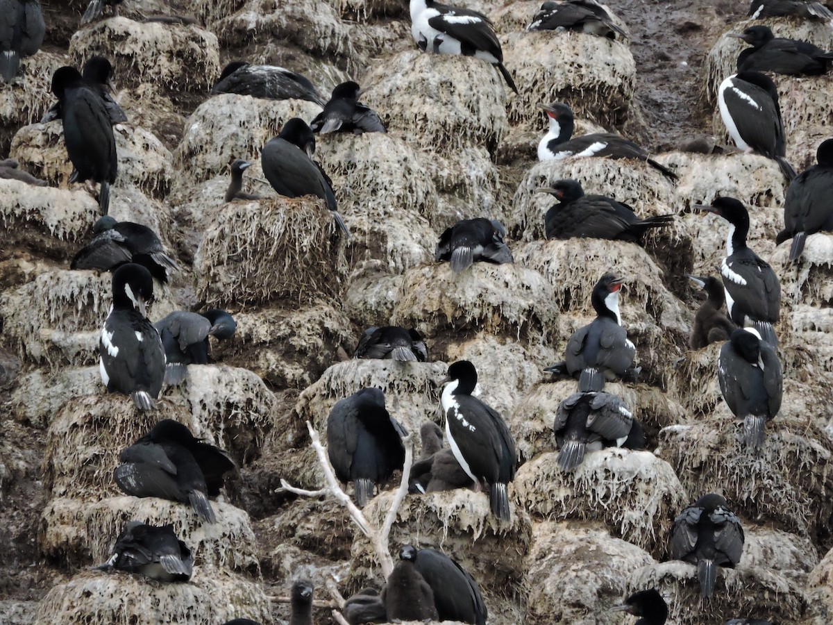 Stewart Island Shag - ML38097291