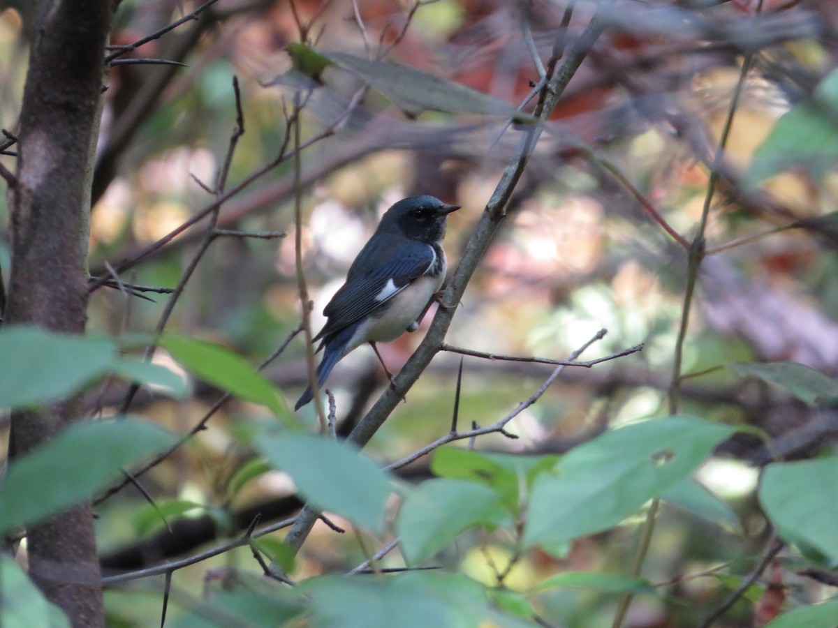 Black-throated Blue Warbler - ML380973441