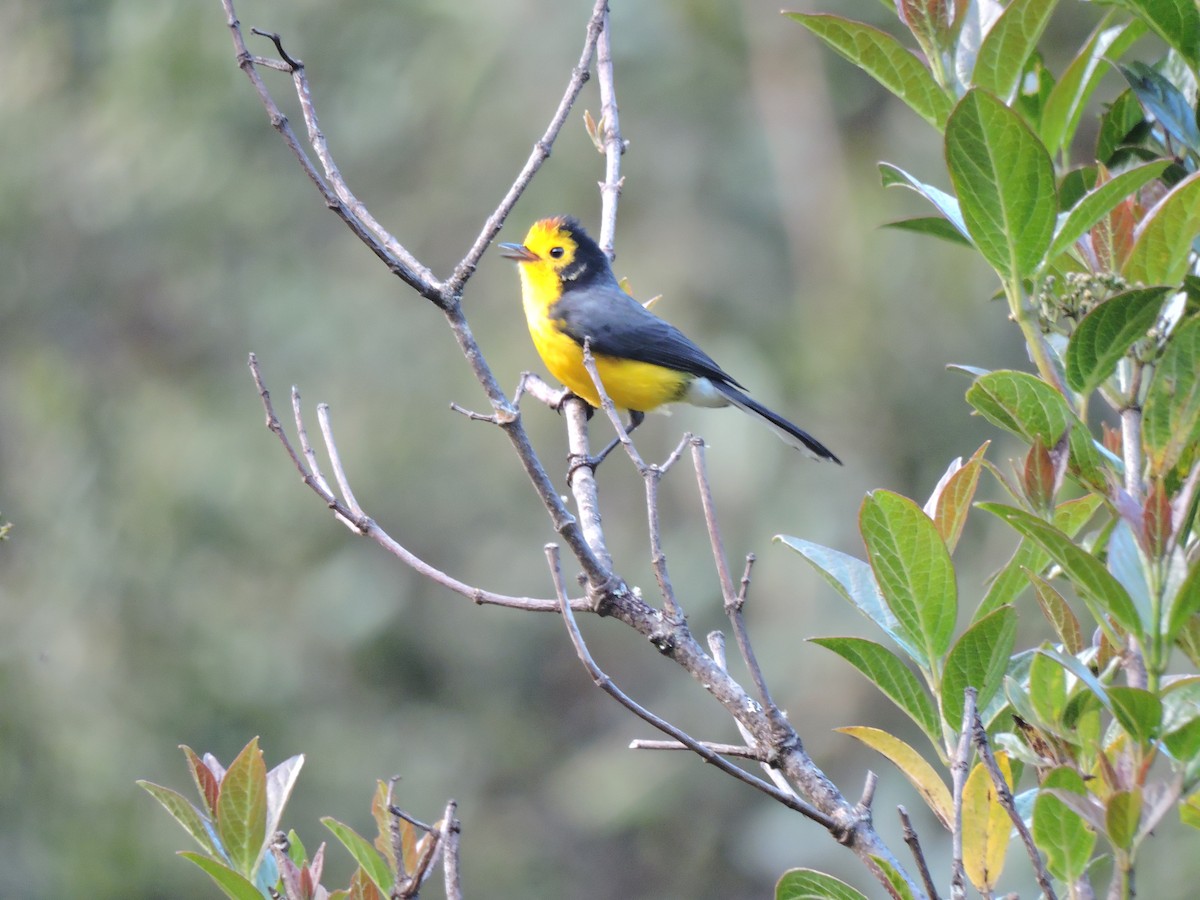 Golden-fronted x Spectacled Redstart (hybrid) - ML38097361