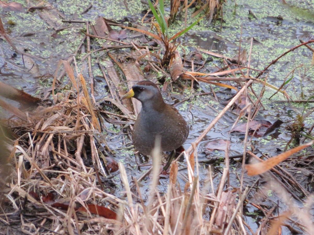 Polluela Sora - ML380974271