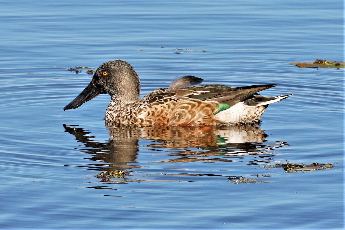 Northern Shoveler - walter sliva