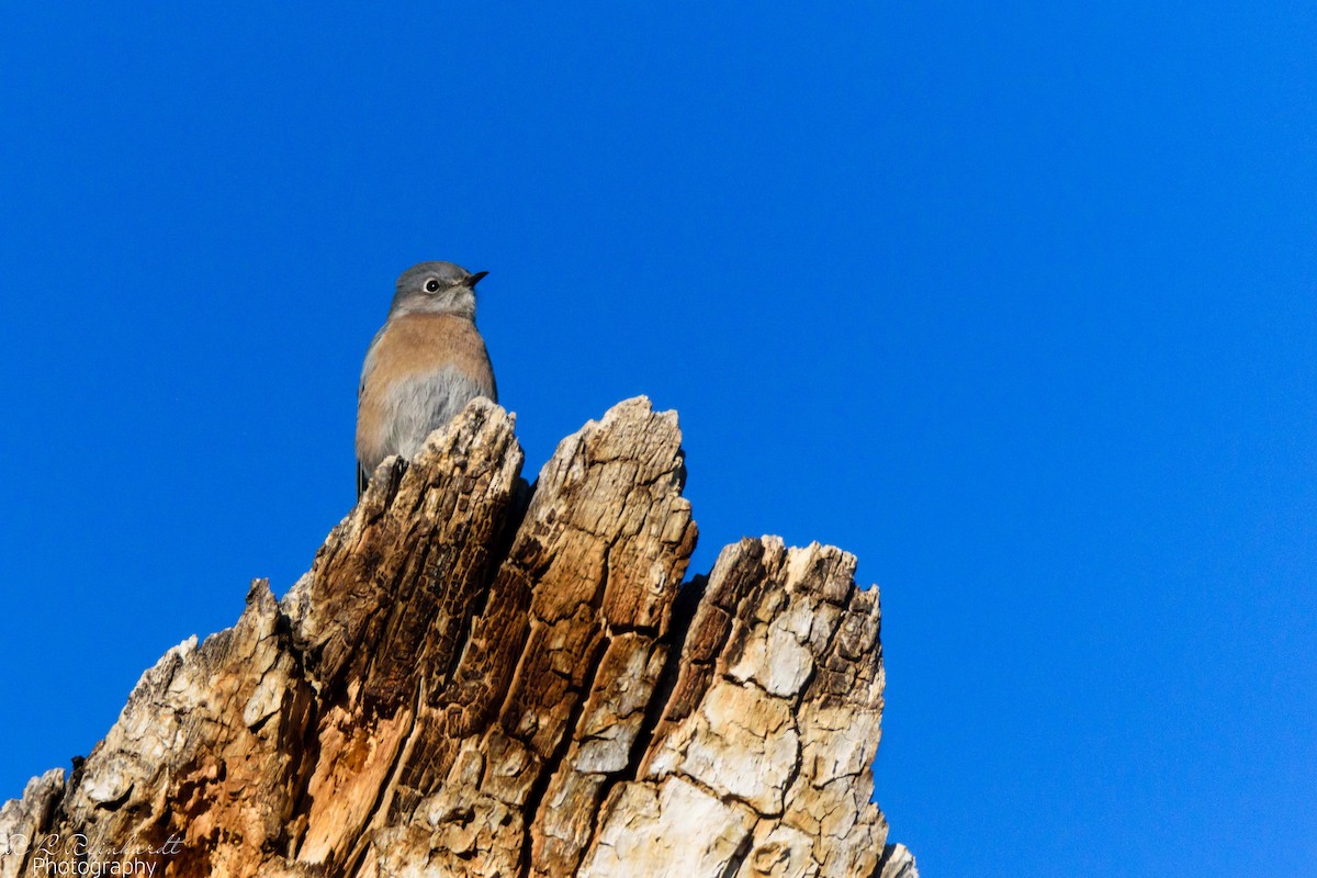 Eastern Bluebird - ML380975361