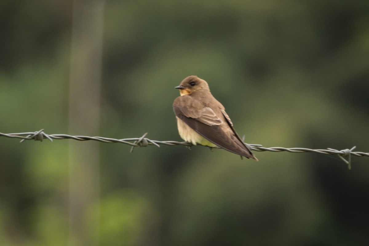 Southern Rough-winged Swallow - Vitor Rolf Laubé
