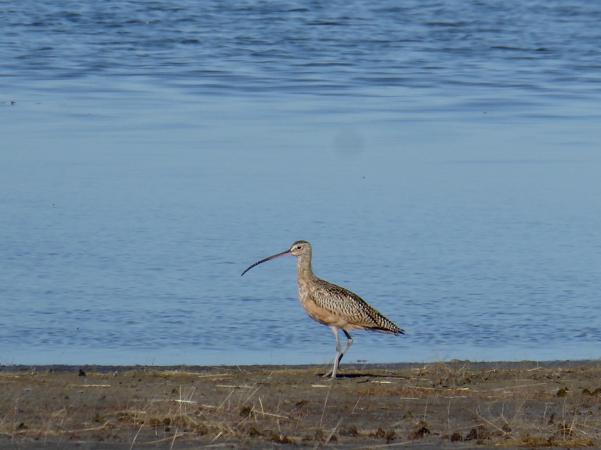 Long-billed Curlew - Wendy Long