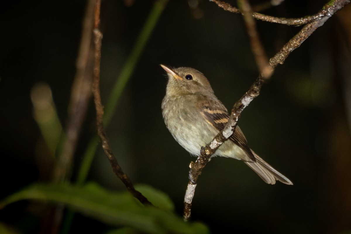 Euler's Flycatcher - ML380977611