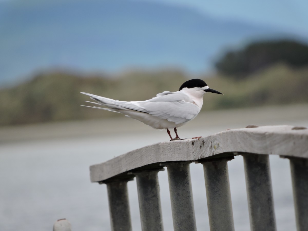 White-fronted Tern - ML38097801