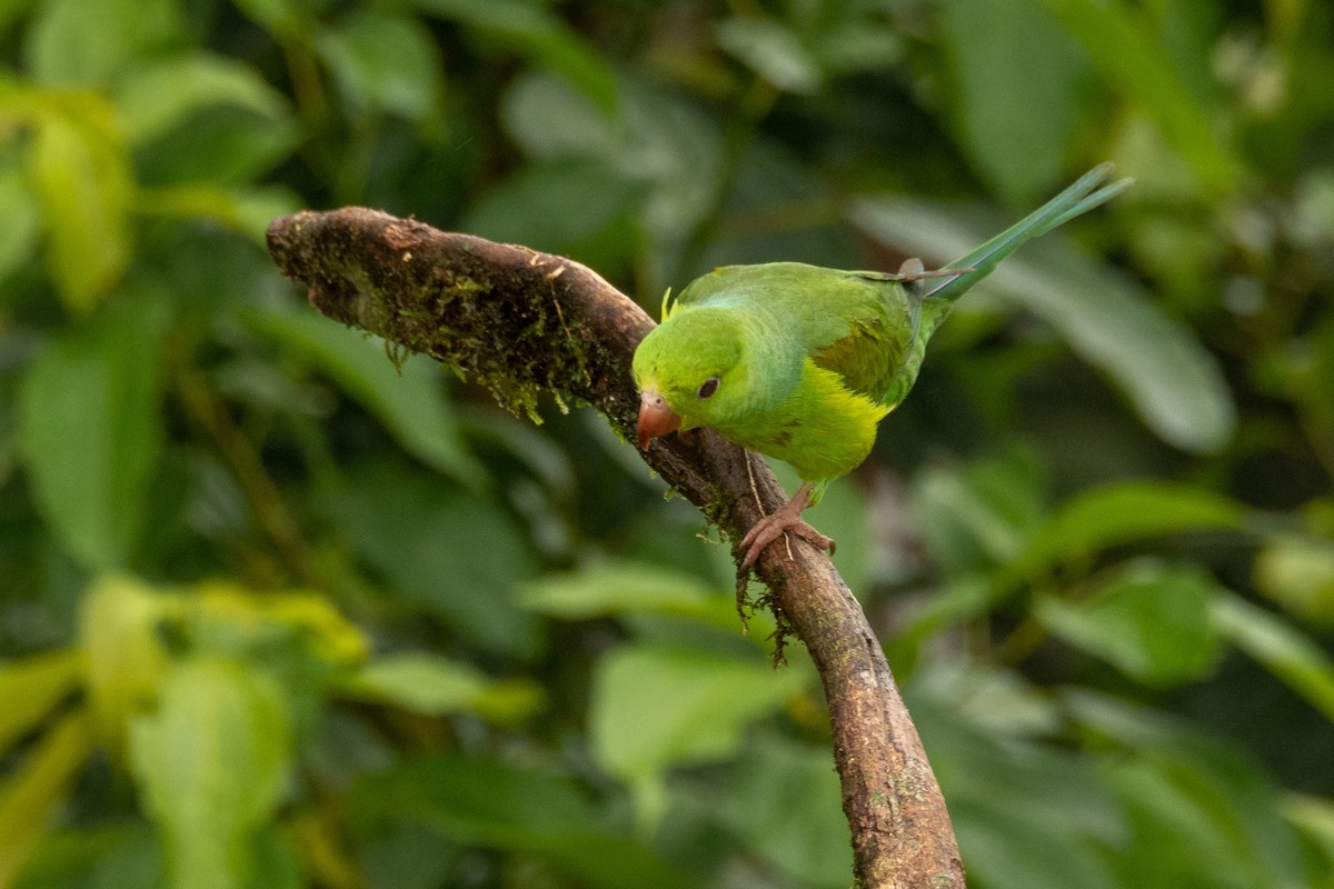 Plain Parakeet - ML380978651