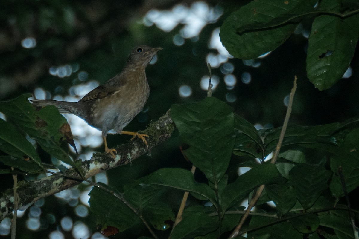 Pale-breasted Thrush - Vitor Rolf Laubé