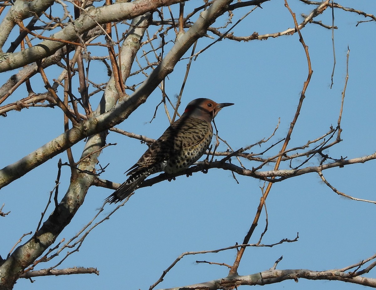 Northern Flicker - Cheryl Huner