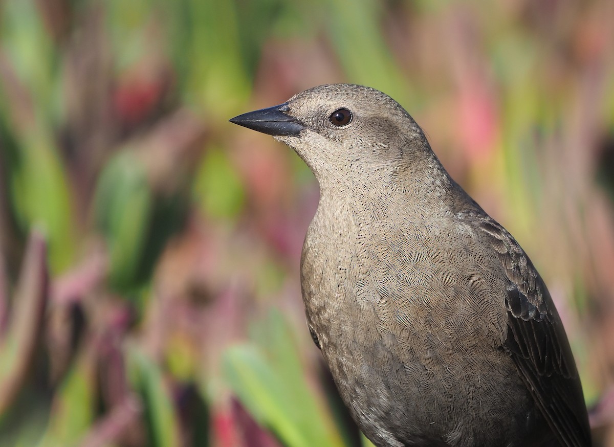 Brewer's Blackbird - ML380980741