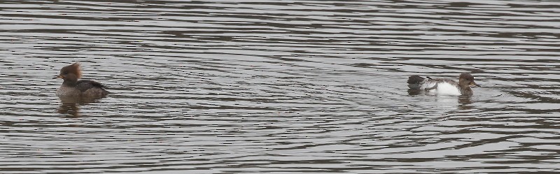 Hooded Merganser - ML380981021